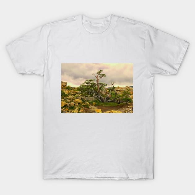 A natural Patagonian bonsai T-Shirt by stevepaint